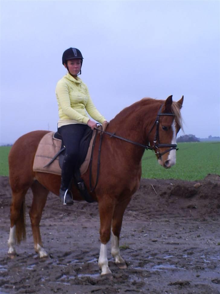 Anden særlig race Stald Nino`s Calido billede 6