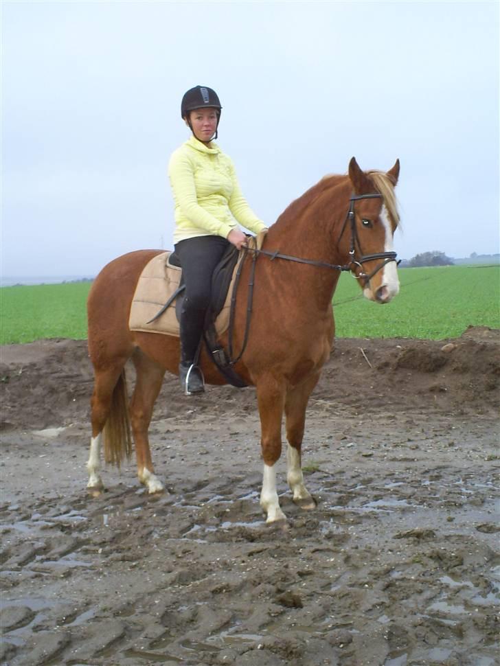 Anden særlig race Stald Nino`s Calido billede 7