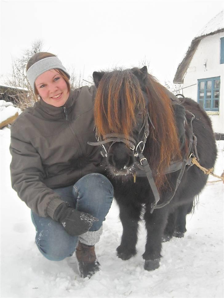 Shetlænder Emil billede 14