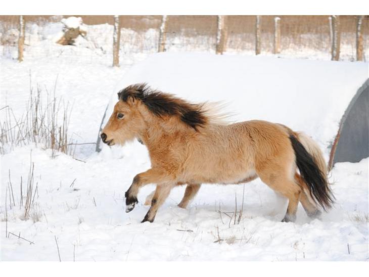 Miniature Lucky f. Skippa Sunburst - Hestene har virkelig nydt de sidste par dage, med masser af sne og masser af sol... =) billede 1