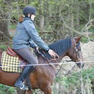 Arabisk fuldblod (OX) Akija(Tidl. Pony)