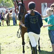 Arabisk fuldblod (OX) Akija(Tidl. Pony)