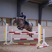 Appaloosa Coco *SOLGT* 