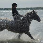 Appaloosa Coco *SOLGT* 