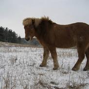 Islænder Skór frá Flatey I *Sko*