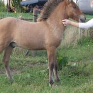 Islænder fleygur fra enggården