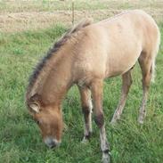 Islænder fleygur fra enggården