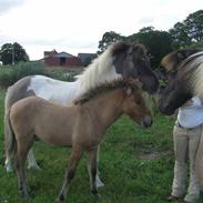 Islænder fleygur fra enggården