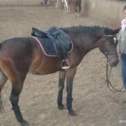 DSP  Bæklunds Malacca