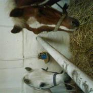 Anden særlig race Mr.moor