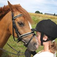 Anden særlig race Pipoli