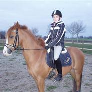 Anden særlig race Pipoli