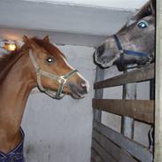 Anden særlig race Pipoli