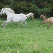 Welsh Partbred (Sec F) Zileen