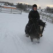 Welsh Mountain (sec A) Monet