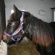 Anden særlig race freja