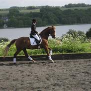 Dansk Varmblod Hjorts Weltiano