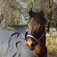 New Forest Romeo´s chicco