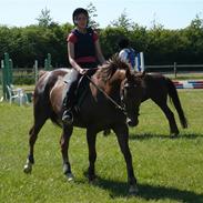 Anden særlig race Ciantine