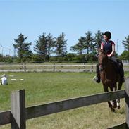 Anden særlig race Ciantine