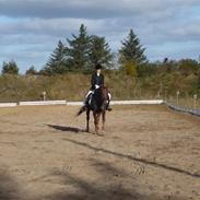 Anden særlig race Ciantine