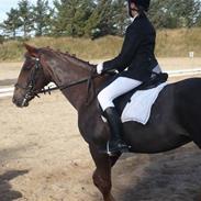 Anden særlig race Ciantine