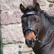 Anden særlig race Prins