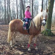 Tyroler Haflinger | Arkibal RIP