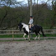 Anden særlig race Hedens Picasso