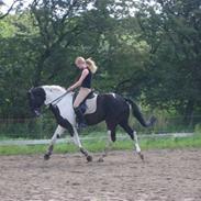 Anden særlig race Hedens Picasso