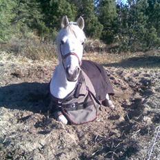 Anden særlig race frøken mille