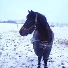 New Forest Mankehøjs Glamour<3 SOLGT:'-(