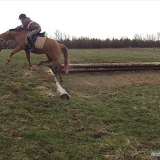 Anden særlig race Cavaliére Cadeau:)