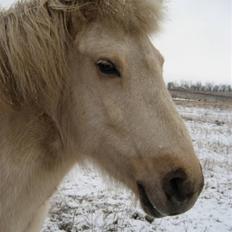 Islænder Gloa fra Bjørnhøj