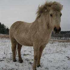 Islænder Gloa fra Bjørnhøj