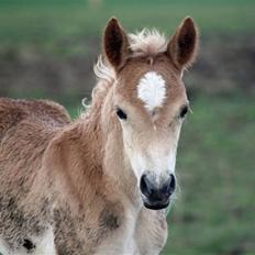 Haflinger helleruphus hera - solgt