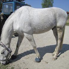 Holstener Cypresgårdens Marquis