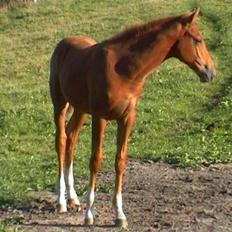 Dansk Varmblod Sion Lightfoot<3