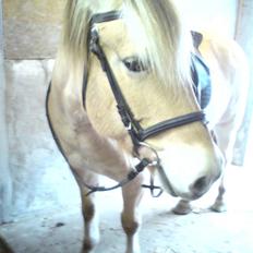 Fjordhest Charlie Gl. DØD