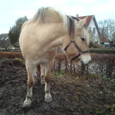 Fjordhest Charlie Gl. DØD