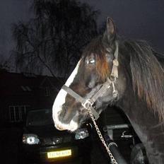 Welsh Cob (sec D) Hurricane