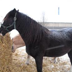 Welsh Cob (sec D) Hurricane