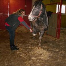 Anden særlig race Salt&Peber.. SOLGT 