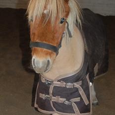 Shetlænder Brogaardens Makey