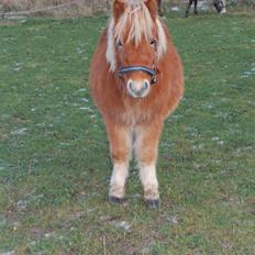 Shetlænder Brogaardens Makey