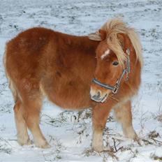 Shetlænder Brogaardens Makey