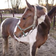 Anden særlig race Bakkegårdens Monique