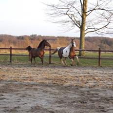 Anden særlig race Bakkegårdens Monique