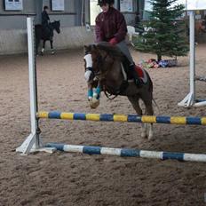 Welsh Mountain (sec A) Hunk - Solgt.