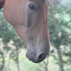 Dansk Varmblod Logo † 23-8-10 †